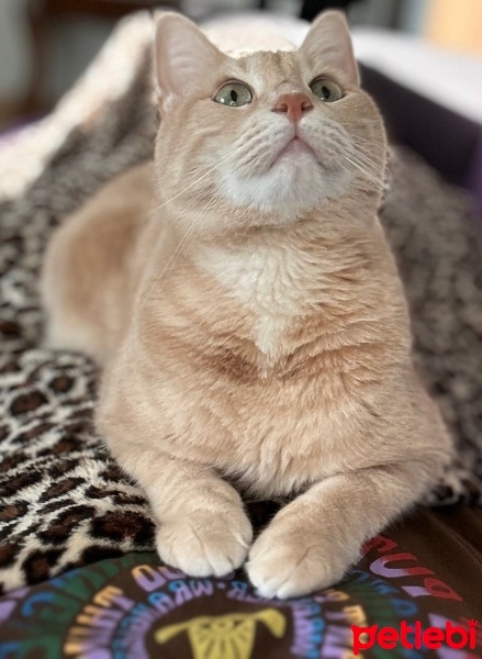 Sarman, Kedi  Tarçın fotoğrafı
