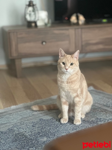 Sarman, Kedi  Tarçın fotoğrafı