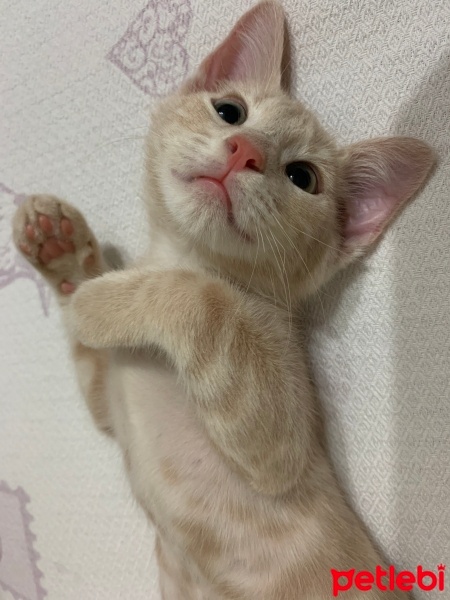 Sarman, Kedi  Tarçın fotoğrafı