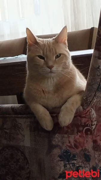 Sarman, Kedi  Tarçın fotoğrafı