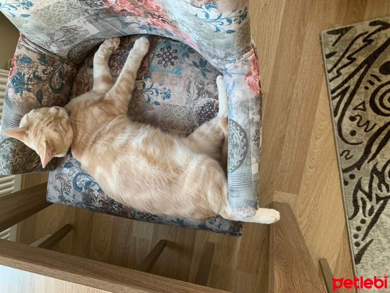 Sarman, Kedi  Tarçın fotoğrafı