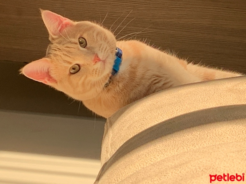 Sarman, Kedi  Tarçın fotoğrafı