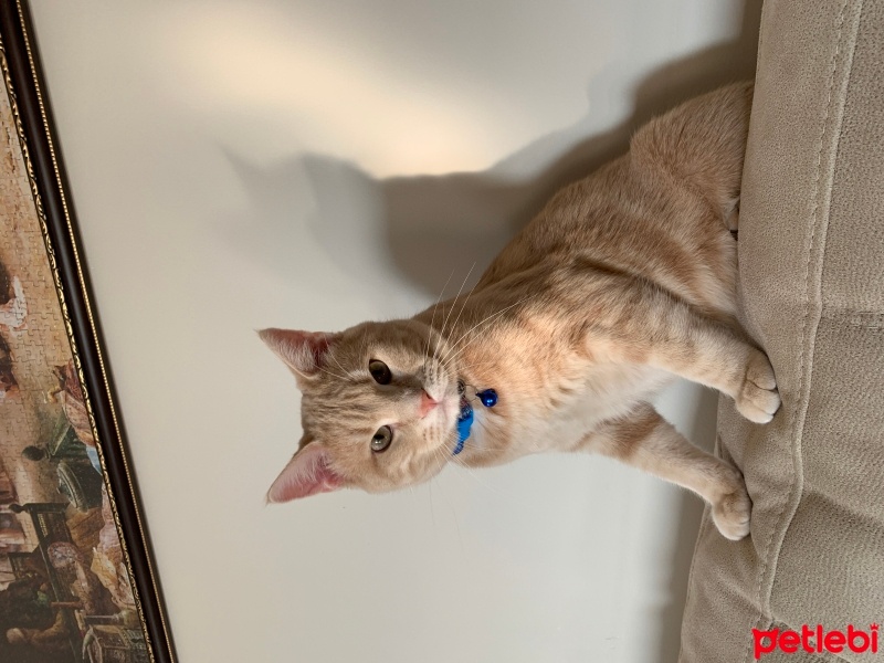 Sarman, Kedi  Tarçın fotoğrafı