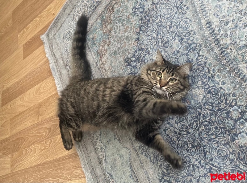 Tekir Kedi, Kedi  Çağla fotoğrafı