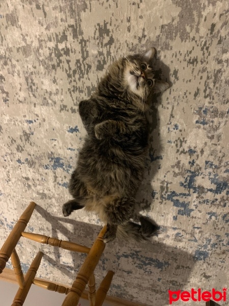 Tekir Kedi, Kedi  Çağla fotoğrafı