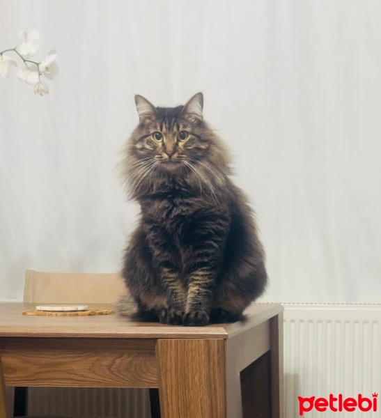 Tekir Kedi, Kedi  Çağla fotoğrafı