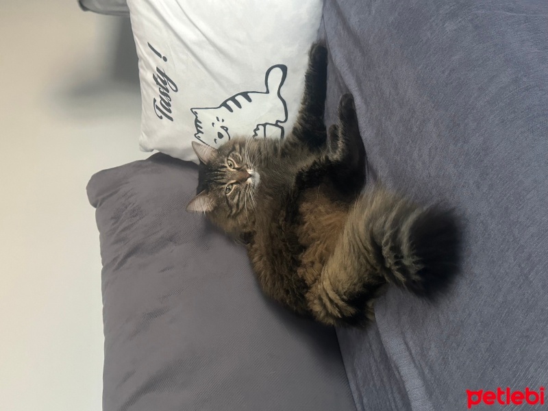 Tekir Kedi, Kedi  Çağla fotoğrafı
