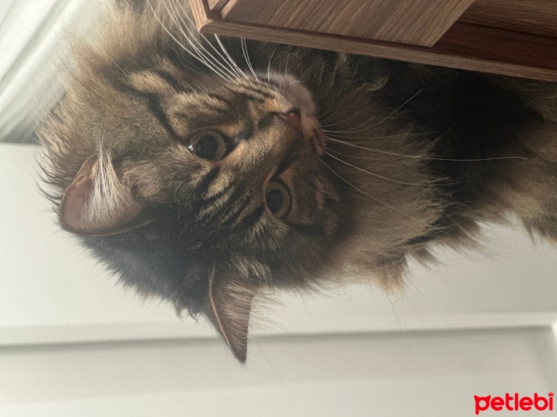 Tekir Kedi, Kedi  Çağla fotoğrafı