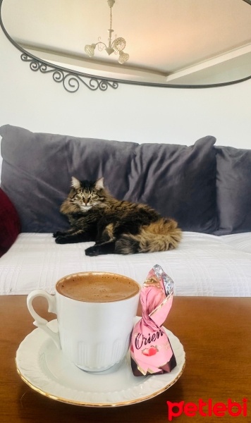 Tekir Kedi, Kedi  Çağla fotoğrafı