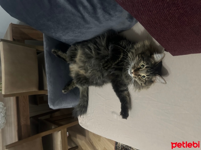 Tekir Kedi, Kedi  Çağla fotoğrafı