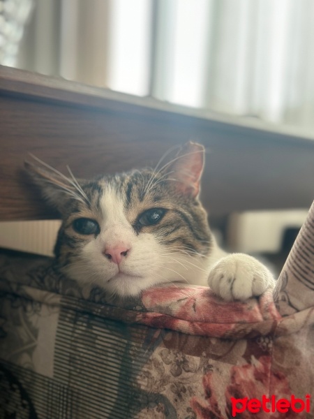 Tekir Kedi, Kedi  Hachiko fotoğrafı