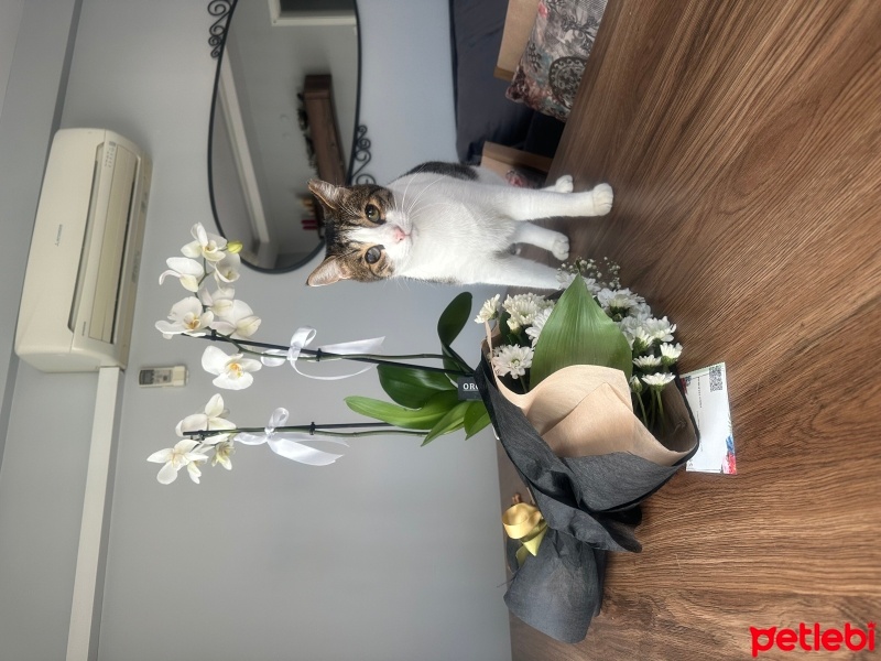 Tekir Kedi, Kedi  Hachiko fotoğrafı