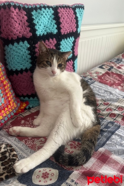 Tekir Kedi, Kedi  Hachiko fotoğrafı