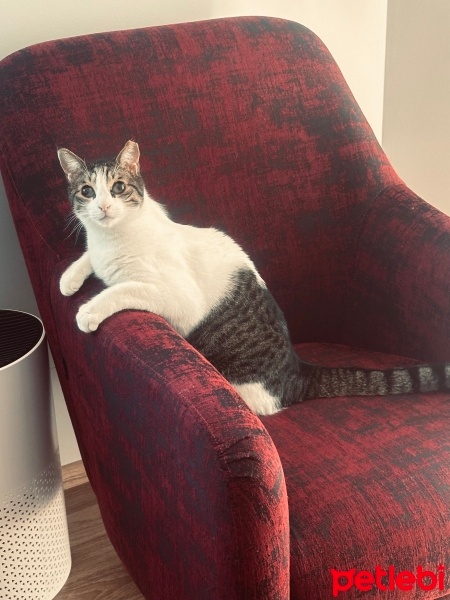 Tekir Kedi, Kedi  Hachiko fotoğrafı