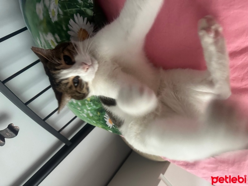 Tekir Kedi, Kedi  Hachiko fotoğrafı