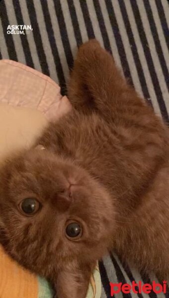 Scottish Fold, Kedi  Şila fotoğrafı