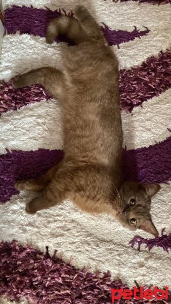 Scottish Fold, Kedi  Şila fotoğrafı