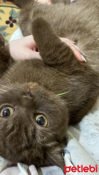 Scottish Fold, Kedi  Şila fotoğrafı