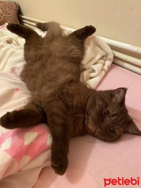 Scottish Fold, Kedi  Şila fotoğrafı