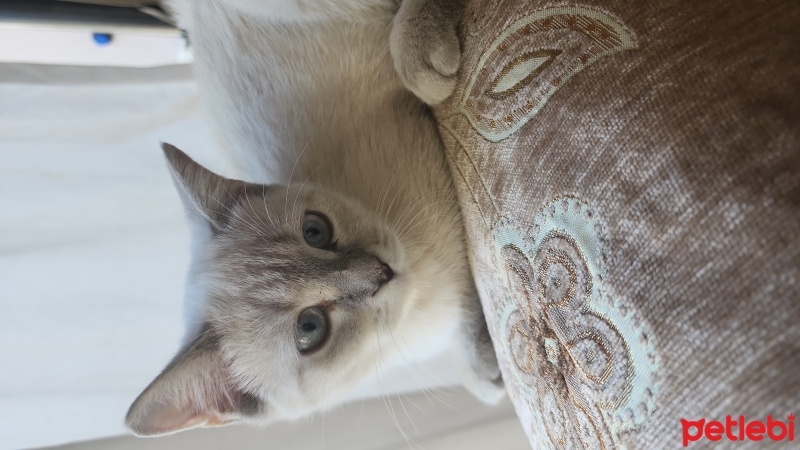 British Shorthair, Kedi  Hatun fotoğrafı