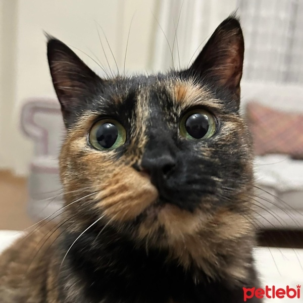 Tekir Kedi, Kedi  Felicita fotoğrafı