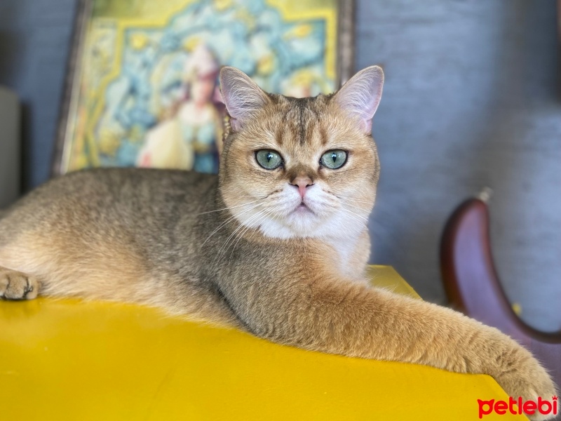 British Shorthair, Kedi  Tarçın fotoğrafı