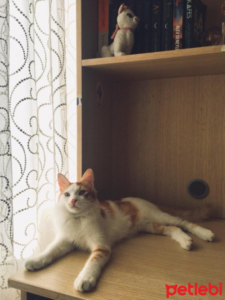 Tekir Kedi, Kedi  Prens fotoğrafı