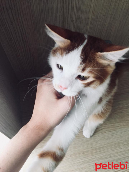Tekir Kedi, Kedi  Prens fotoğrafı