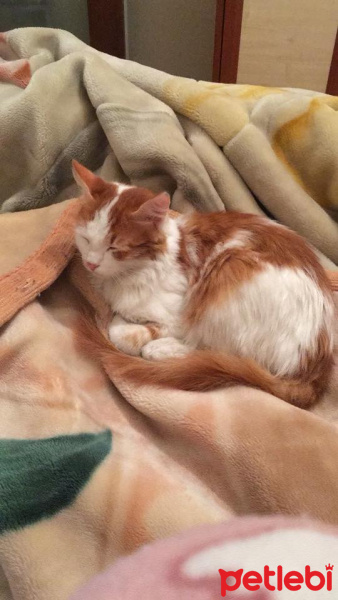 Tekir Kedi, Kedi  Prens fotoğrafı
