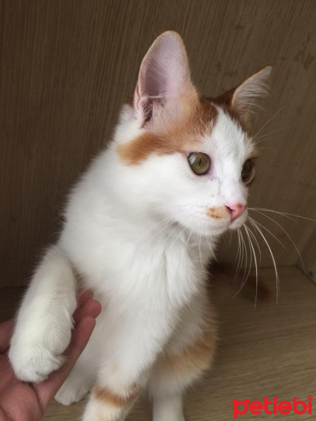 Tekir Kedi, Kedi  Prens fotoğrafı