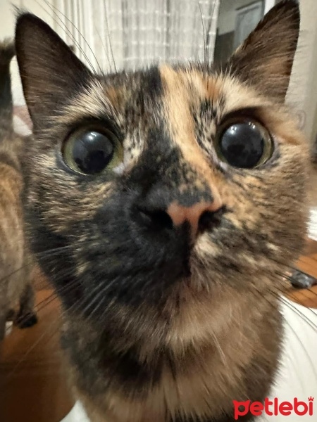 Tekir Kedi, Kedi  Topak fotoğrafı