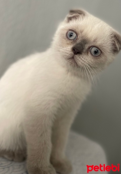 Scottish Fold, Kedi  Paşa fotoğrafı