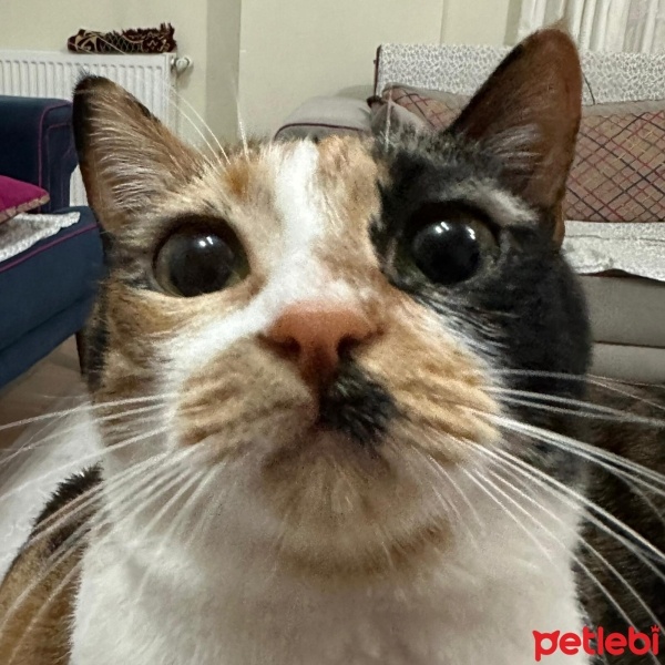 Tekir Kedi, Kedi  Hamster fotoğrafı