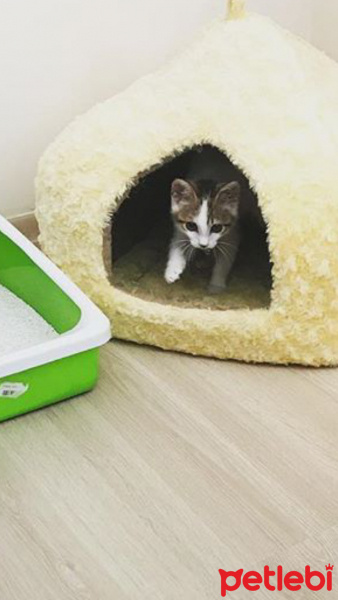 Tekir Kedi, Kedi  Mırmır fotoğrafı