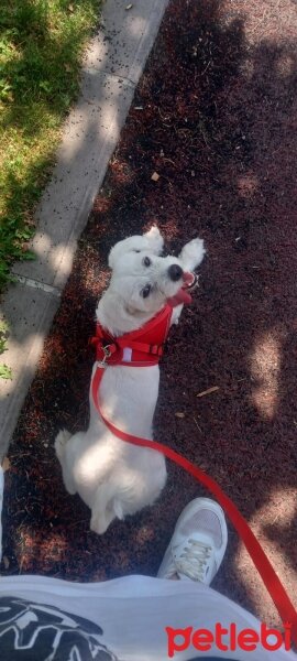 Maltese, Köpek  Venüs fotoğrafı