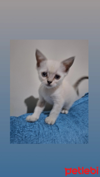 Scottish Fold, Kedi  Pamuk fotoğrafı