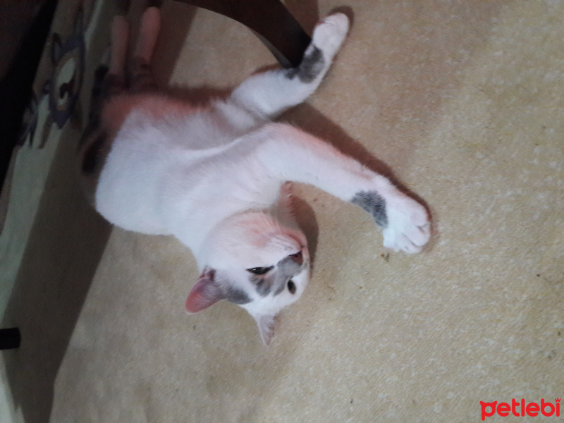 Soke, Kedi  Şanslı fotoğrafı