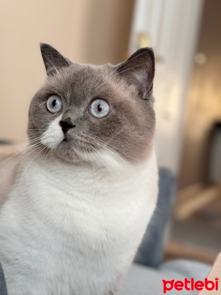 British Shorthair, Kedi  Kiki fotoğrafı