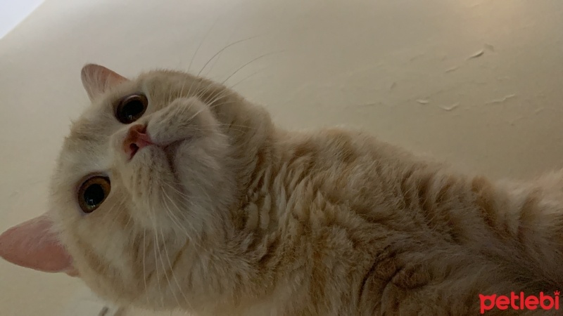 Scottish Fold, Kedi  Bal fotoğrafı