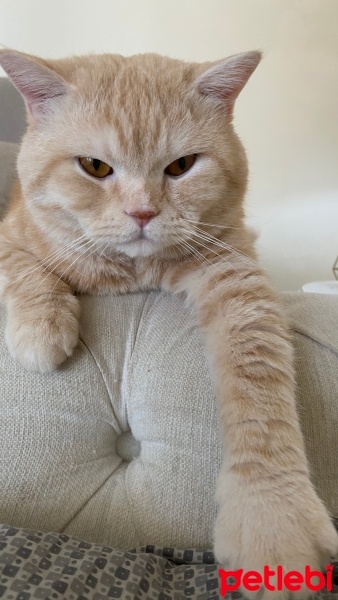 Scottish Fold, Kedi  Bal fotoğrafı