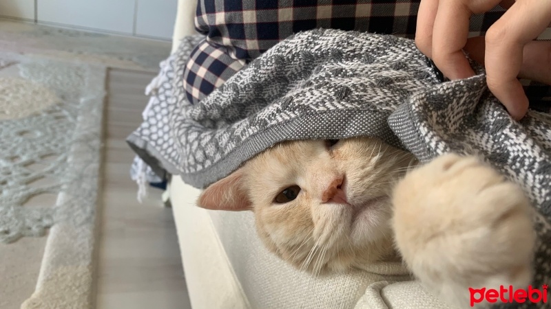 Scottish Fold, Kedi  Bal fotoğrafı