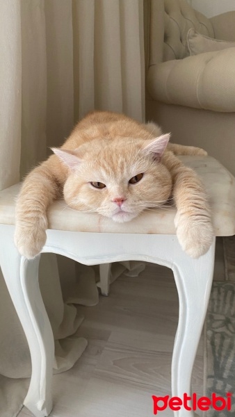 Scottish Fold, Kedi  Bal fotoğrafı