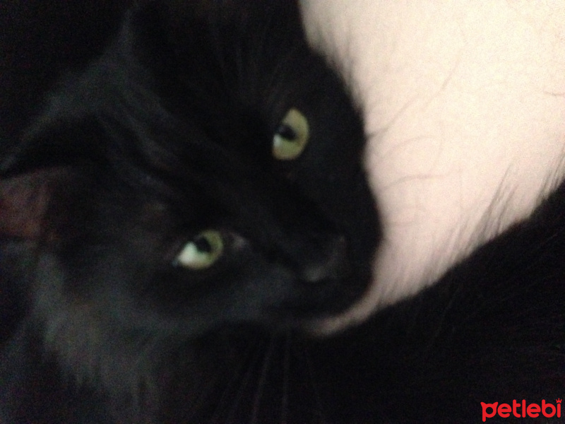 Soke, Kedi  MISIK fotoğrafı