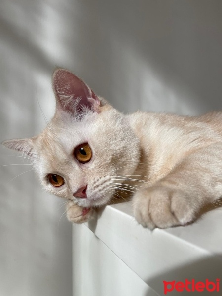 British Shorthair, Kedi  Leon fotoğrafı