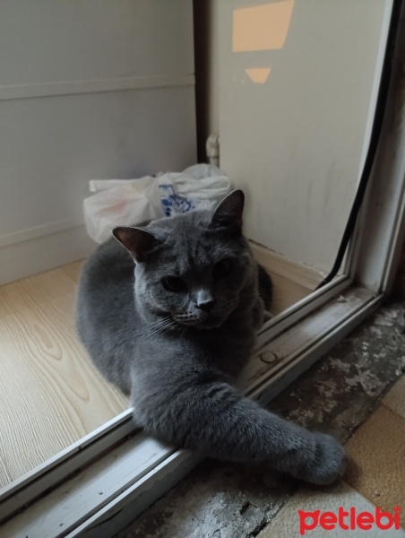 British Shorthair, Kedi  Duru fotoğrafı