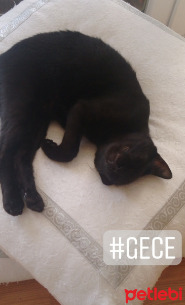 Tekir Kedi, Kedi  Gece fotoğrafı