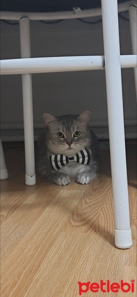 British Shorthair, Kedi  Bal fotoğrafı