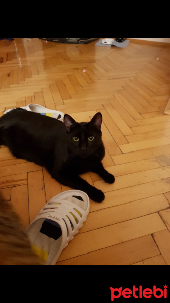 Tekir Kedi, Kedi  Zeytin fotoğrafı