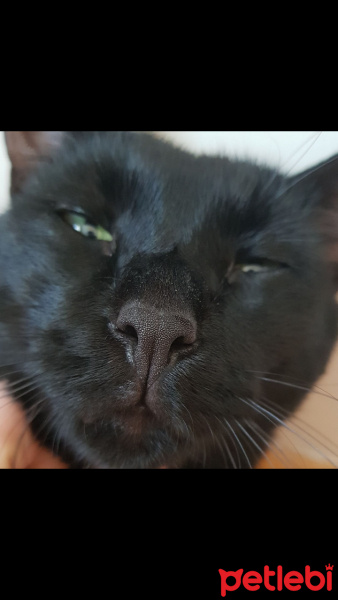Tekir Kedi, Kedi  Zeytin fotoğrafı