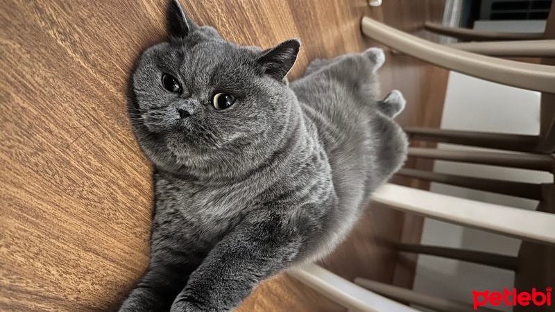 British Shorthair, Kedi  mişko fotoğrafı